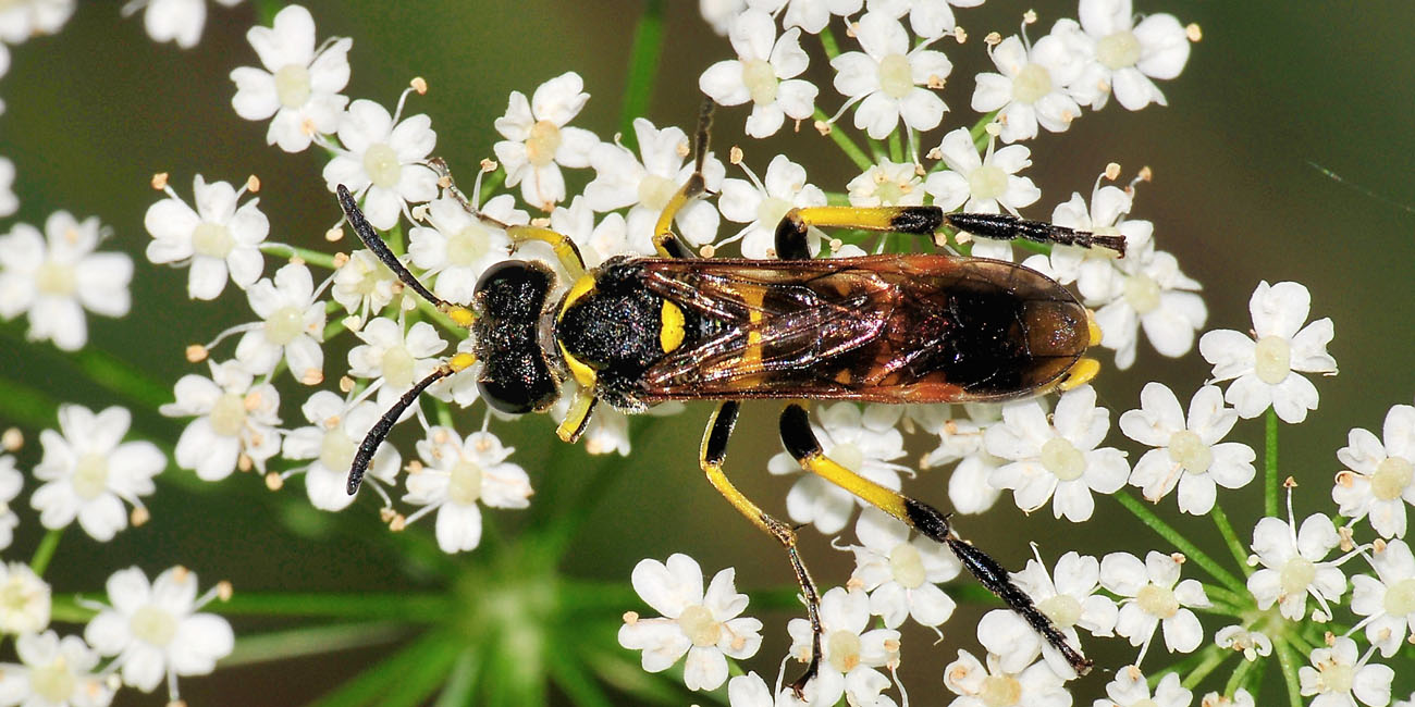 Tenthredinidae N 8: possibile Tenthredo marginella